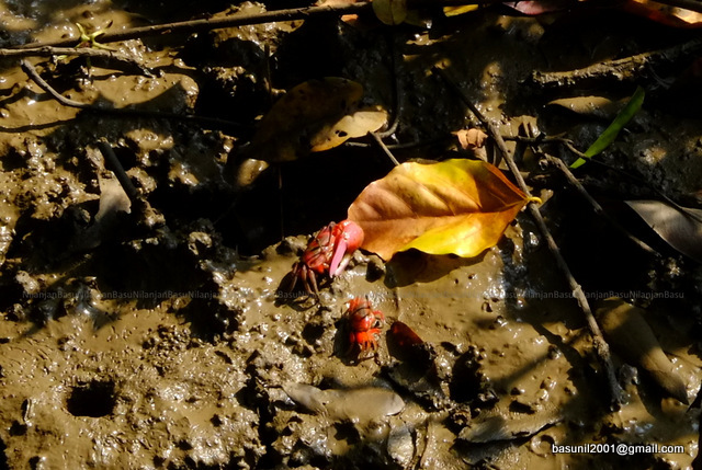 Bhitarkanika-Khorlo_11