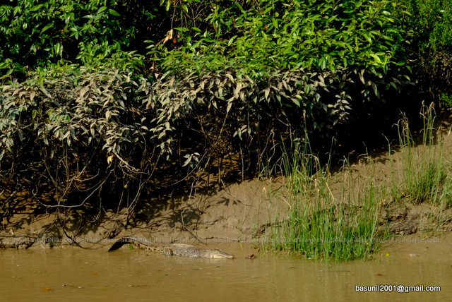 Bhitarkanika-Khorlo_12