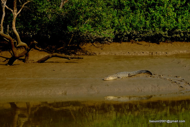 Bhitarkanika-Khorlo_13